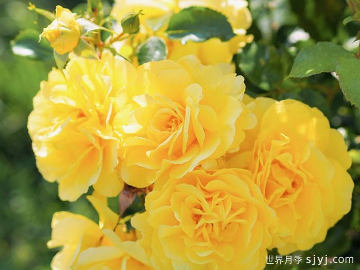 流金街巷月季/金色街景Golden Street Colors(图2)