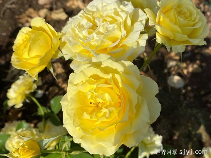 金龙月季/孤星Golden Dragon(图1)