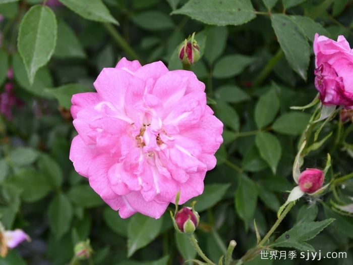 金水月月粉月季(图1)