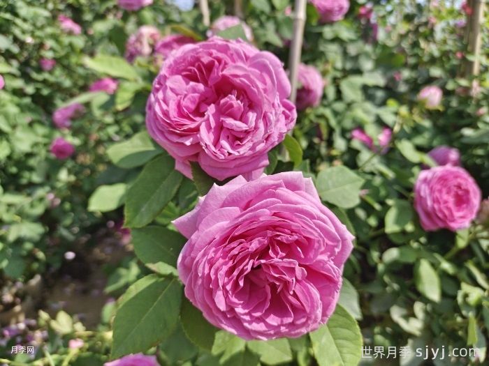 园林植物分类大全，区别乔木灌木花卉藤本(图2)