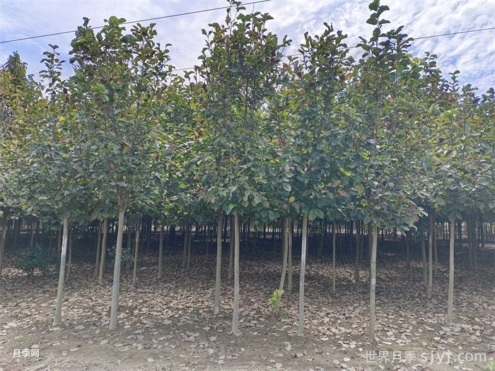 园林植物分类大全，区别乔木灌木花卉藤本(图1)