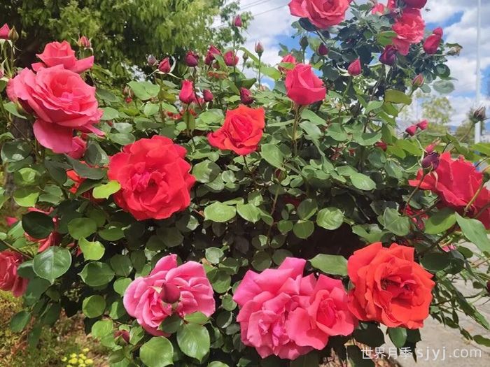 大理鹤庆：月季花盛放，扮靓鹤庆县城(图1)