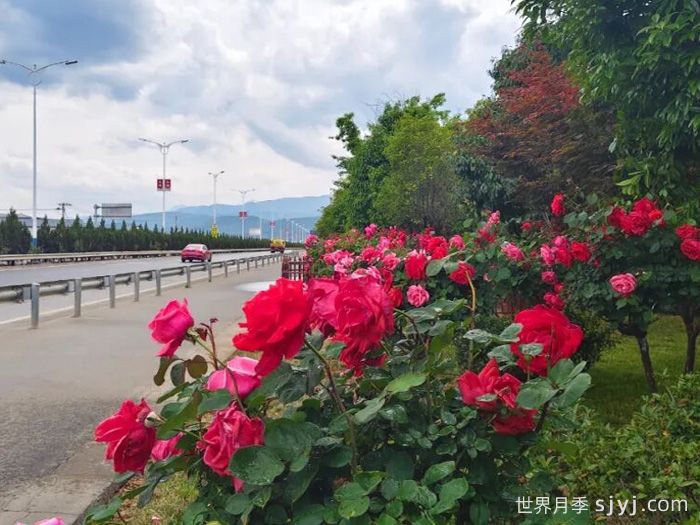 大理鹤庆：月季花盛放，扮靓鹤庆县城(图2)