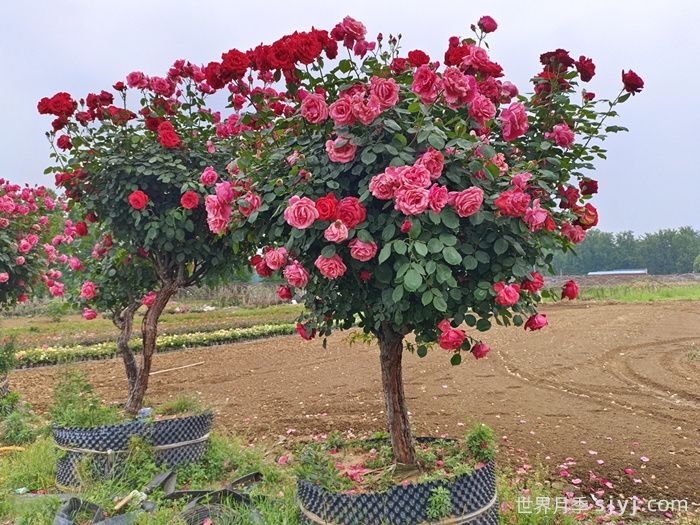 对春夏季开花的树木应该如何修剪？(图1)