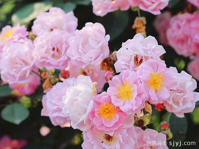 泸州合江：蔷薇花海悄然绽放，浪漫满屏正值打卡(图2)