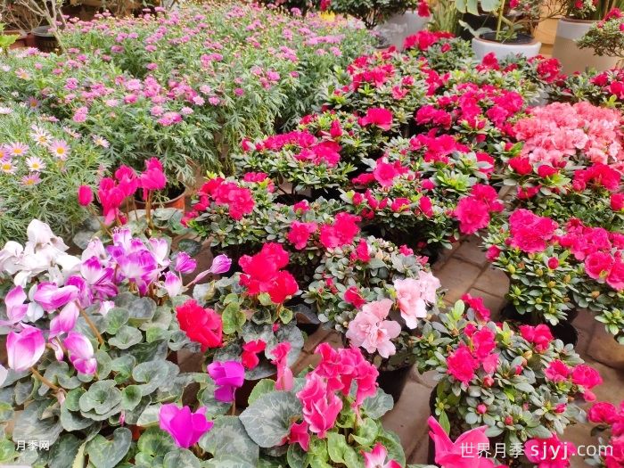 济宁苗木产业特点与主要种类概述(图2) 济宁苗木产业特点与主要种类概述(图2)