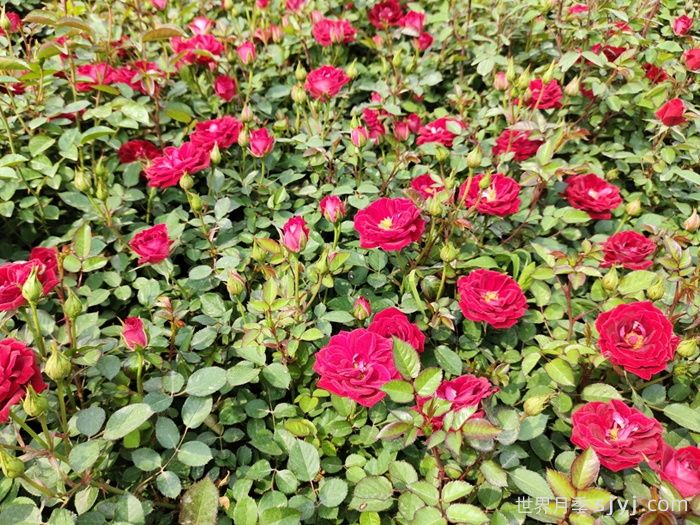 《LY/T 2773-2016绿地月季栽培养护技术规程》标准解读(图2)