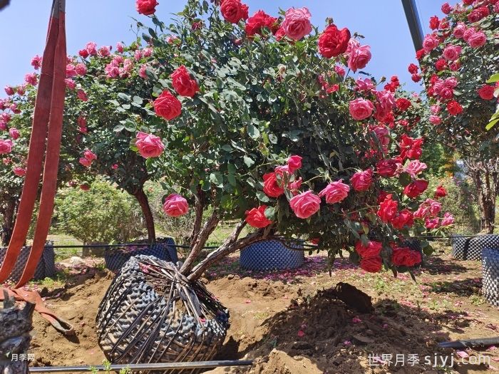 绿化苗木种植穴标准施工规范(图2)