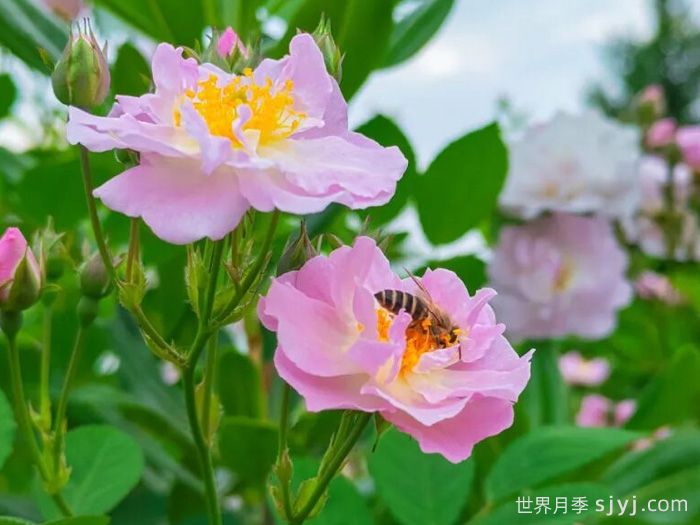 成都金堂：蔷薇花墙惊艳上线，赴温柔之约(图1)