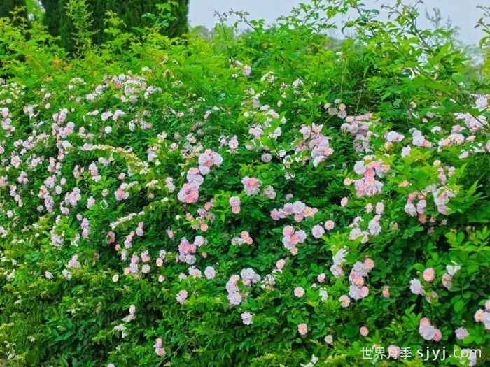 成都金堂：蔷薇花墙惊艳上线，赴温柔之约(图2)