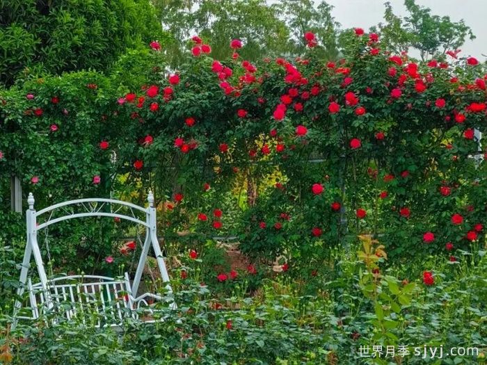 成都金堂：蔷薇花墙惊艳上线，赴温柔之约(图3)