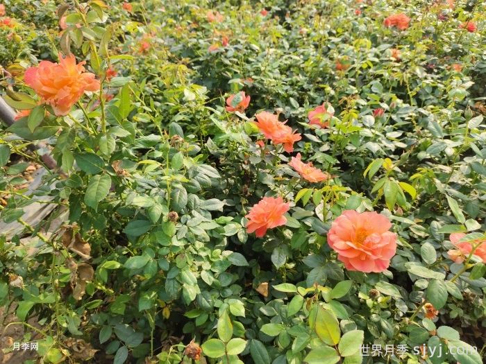 如何做好园林苗木四季施肥工作？(图2)