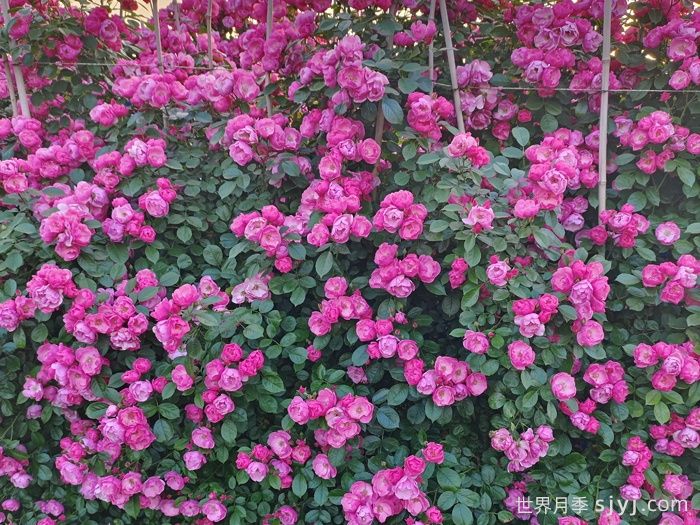 10款好养的月季推荐，随便开爆花(图2)