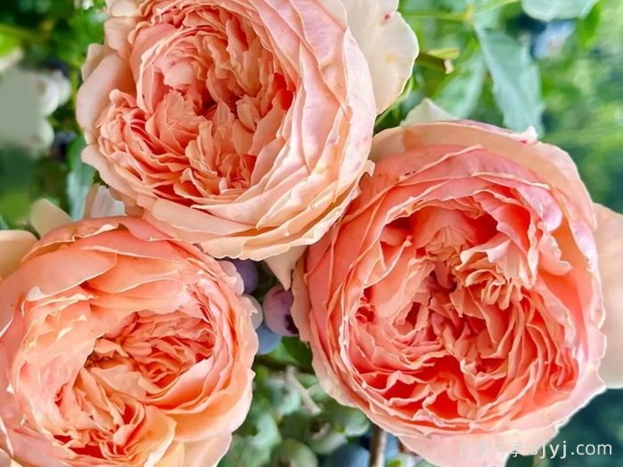 10款好养的月季推荐，随便开爆花(图4)