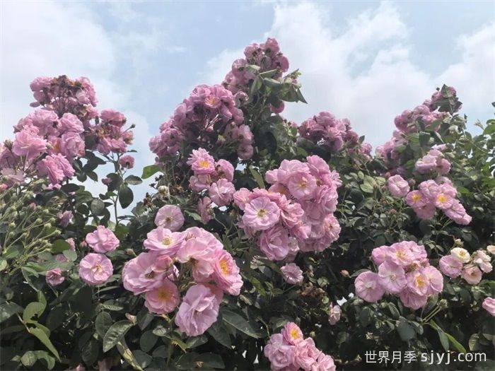 韶关始兴：蔷薇花墙盛开 解锁浪漫体验(图1)