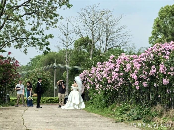 韶关始兴：蔷薇花墙盛开 解锁浪漫体验(图2)