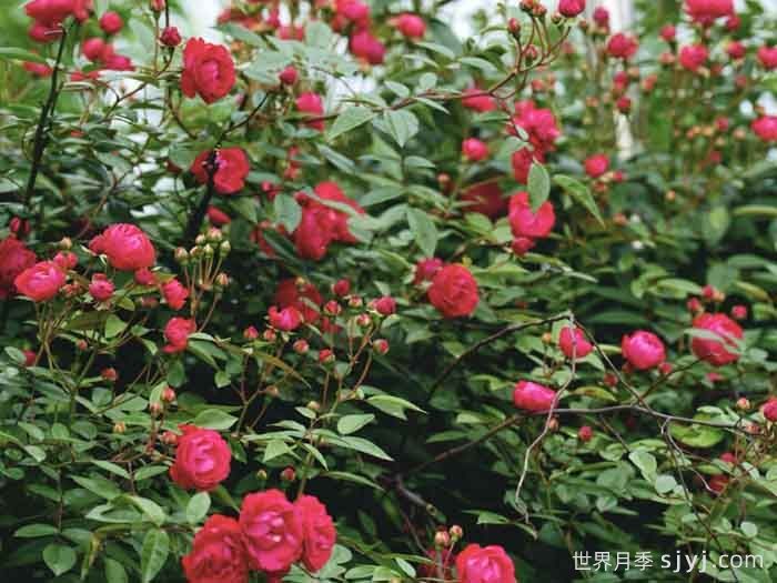 泸州合江：蔷薇已开好，等你赴浪漫之约(图2)