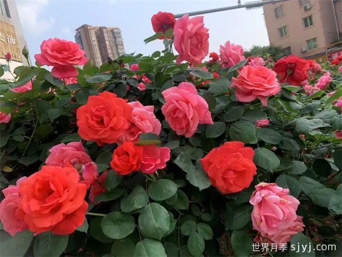 遂宁大英：满城月季热烈盛放，繁花似锦绘就春色(图1)