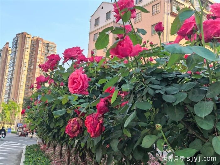 遂宁大英：满城月季热烈盛放，繁花似锦绘就春色(图2)