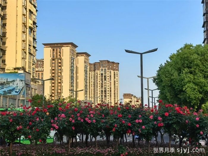 遂宁大英：满城月季热烈盛放，繁花似锦绘就春色(图3)