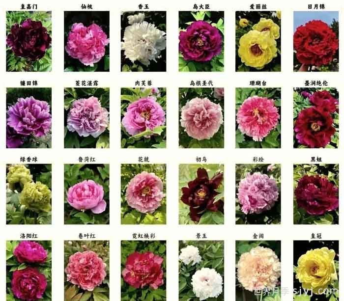 分享最美的36个牡丹品种，你见过几个？(图1)