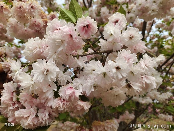 梅、桃、樱、杏、李、梨、榆叶梅、海棠辨认手册(图2)