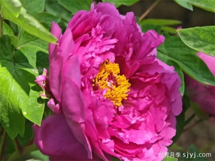 常见十二种牡丹品种简介(图1)