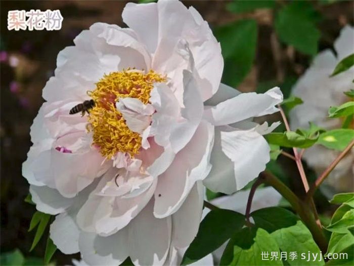 常见十二种牡丹品种简介(图2)