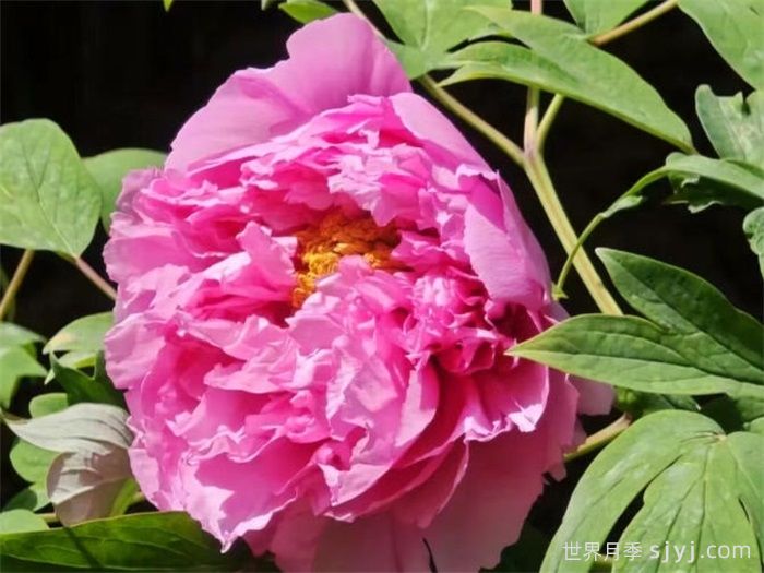 常见十二种牡丹品种简介(图3)