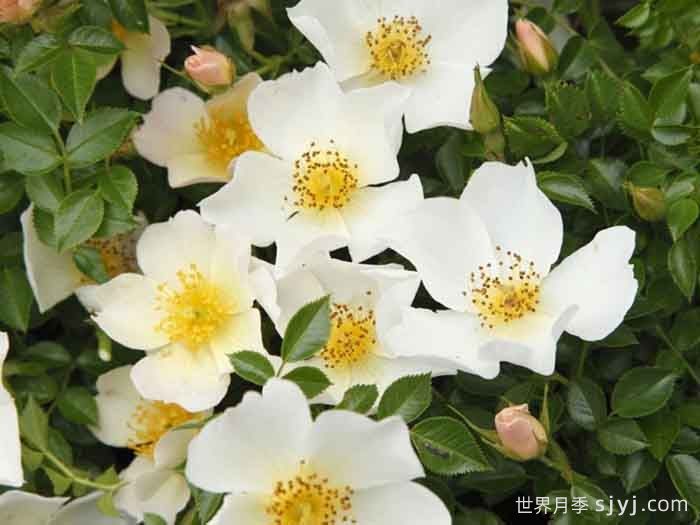 小梨花月季Sonnenroschen(图3) 小梨花月季Sonnenroschen(图3)