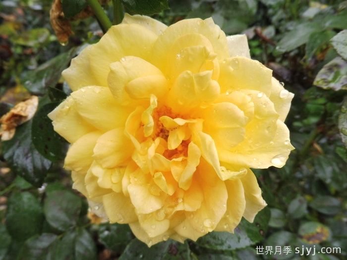 阳光之星月季/太阳之星Sunstar(图1)