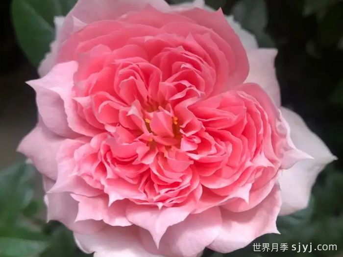 复古珊瑚月季M-Vintage Coral(图1)