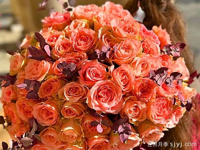 迷人丽娃月季Charming Reeva(图1)