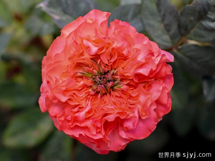 珊瑚丽娃月季Coral Reeva(图1)