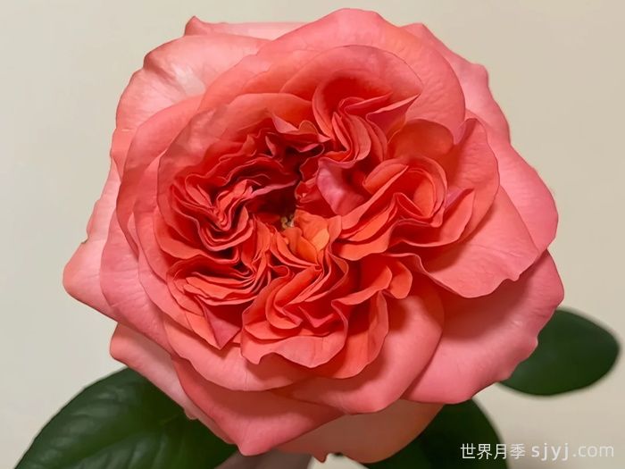 珊瑚丽娃月季Coral Reeva(图2)