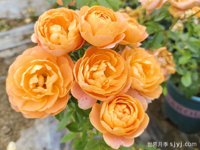 推荐抗病耐雨淋的低维护月季品种(图2)