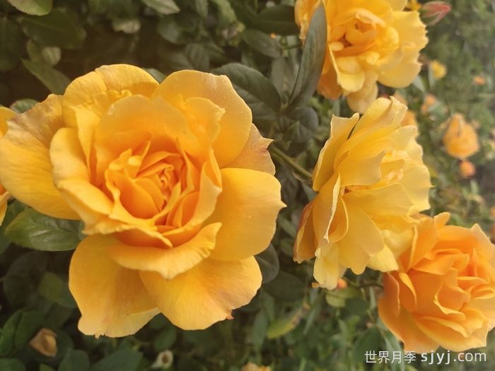 黄丛蓉月季Yellow Leisure Liness推荐(图1)