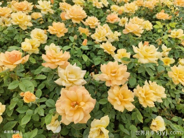 黄丛蓉月季Yellow Leisure Liness推荐(图2)