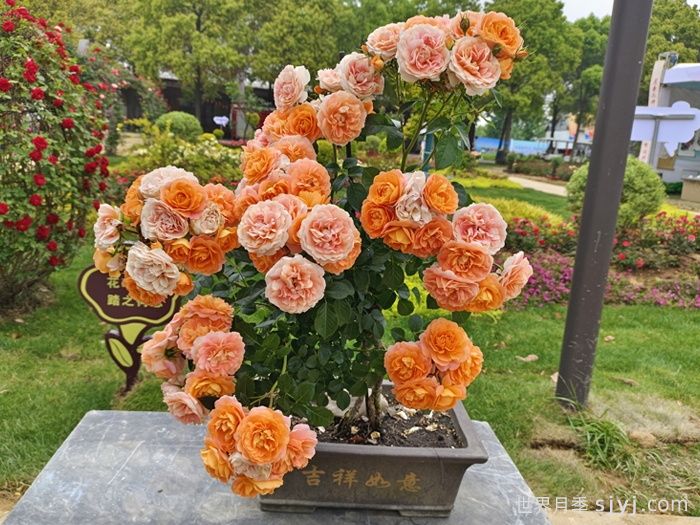 露天阳台以及楼顶种植月季配土的标准(图1)