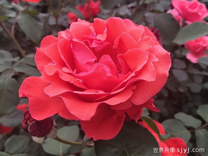 玫瑰和月季简易区分的方法(图2) 玫瑰和月季简易区分的方法(图2)