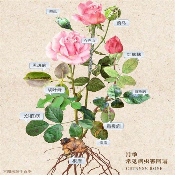 月季的病虫害及其防治(图1)
