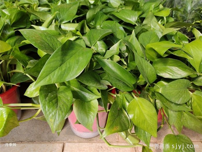 推荐8种适合冬季养殖的耐寒室内植物花卉(图1)