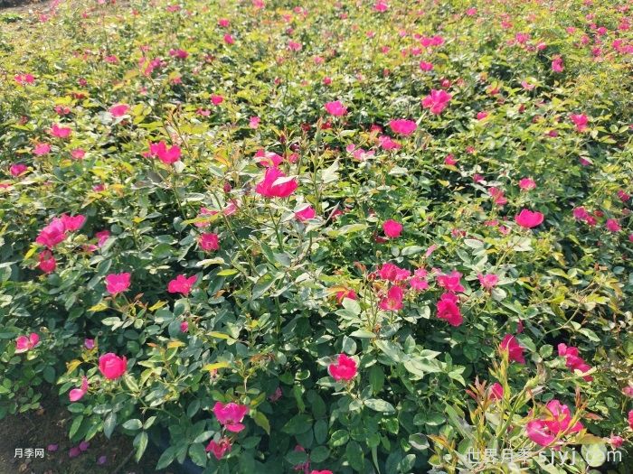 月季苗圃地化学除草方案(图1)