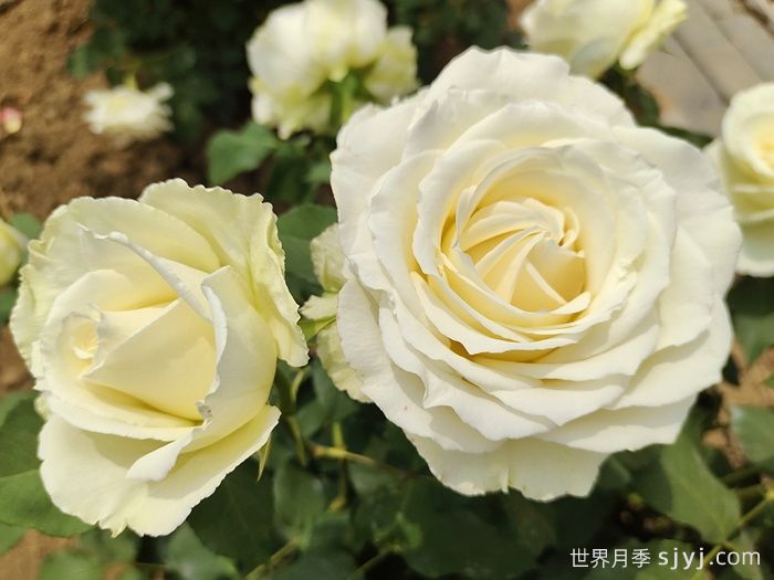 惊艳之美让人倾心，分享12种经典月季花品种(图7)