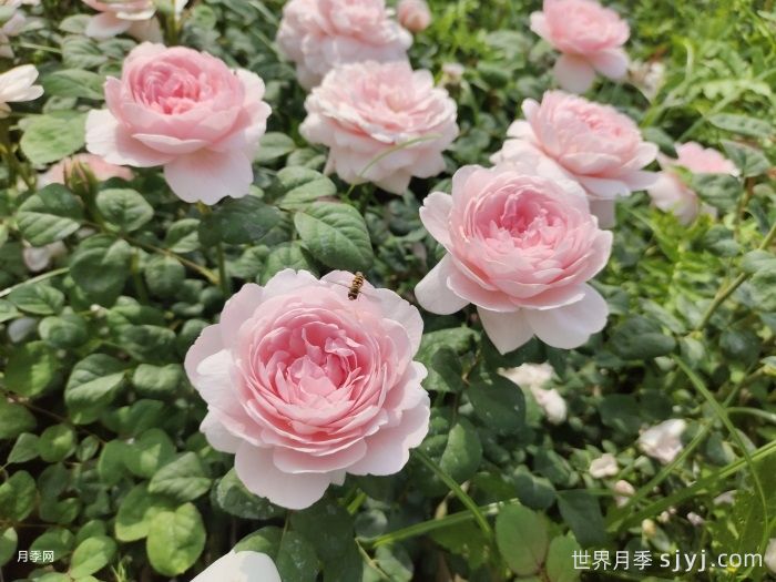 惊艳之美让人倾心，分享12种经典月季花品种(图8)