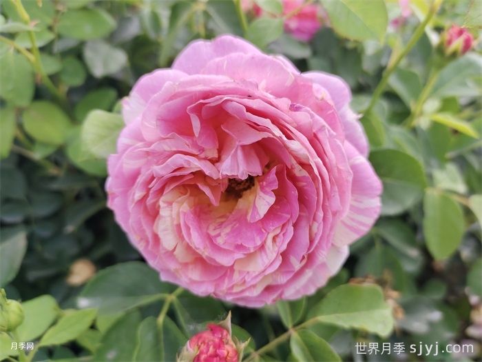 耐晒耐热花型饱满，7月适合养的4个月季品种推荐(图4)