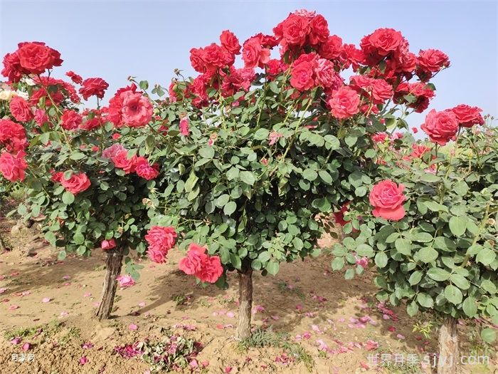 多方位介绍树状月季施肥技术(图1)