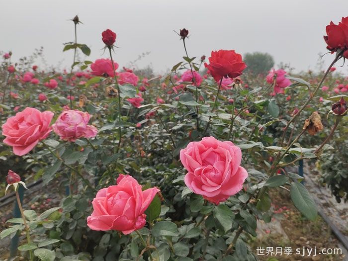 月季花修剪的意义是什么？(图2)