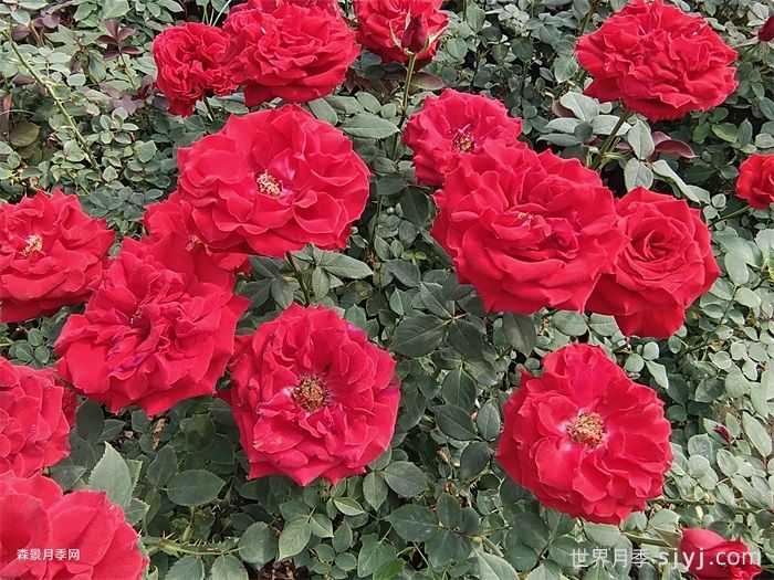 现代月季切花的种植(图1)