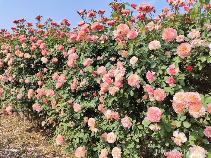 垂枝类植物修剪技术指南(图2)